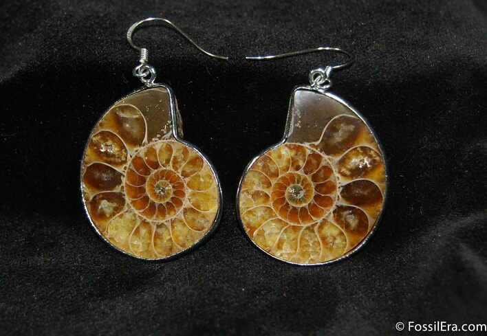 Ammonite Earrings #640